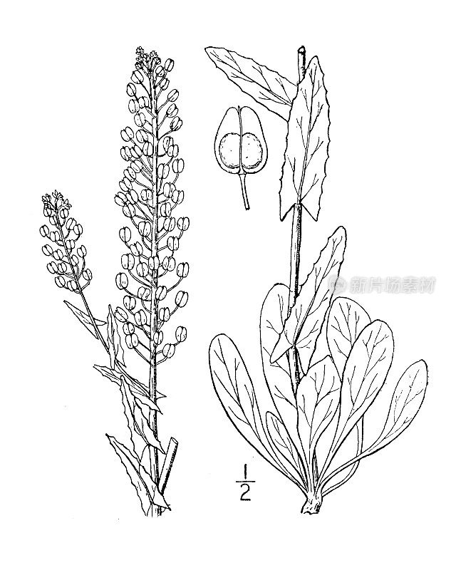 古植物学植物插图:Lepidium campestre, Cow cress